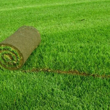 Рулонный газон в Минске